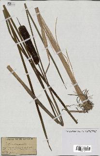 spécimen de Typha angustifolia