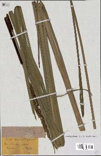spécimen de Typha angustifolia