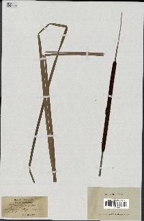 spécimen de Typha angustifolia