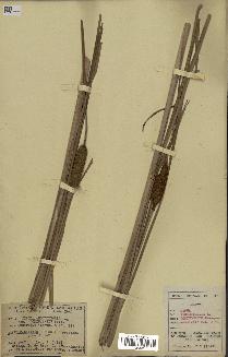 spécimen de Typha angustifolia