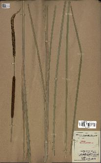 spécimen de Typha angustifolia