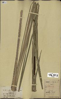 spécimen de Typha angustifolia