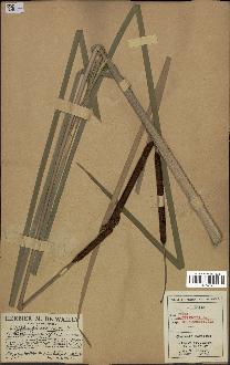 spécimen de Typha angustifolia