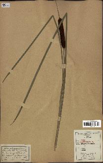 spécimen de Typha angustifolia