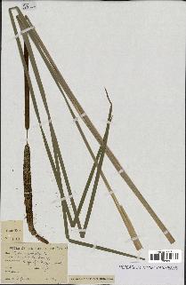 spécimen de Typha angustifolia