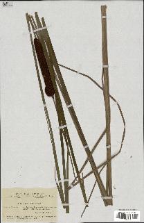 spécimen de Typha angustifolia