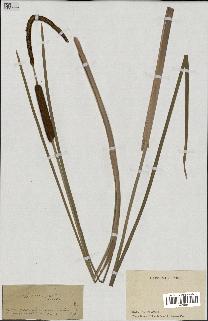spécimen de Typha angustifolia