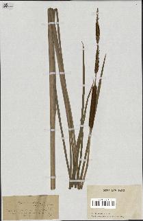 spécimen de Typha angustifolia