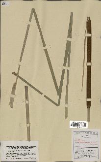 spécimen de Typha angustifolia