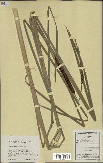 spécimen de Typha angustifolia