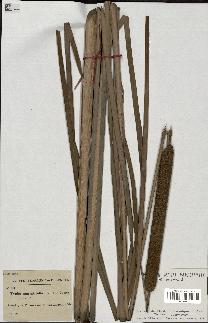 spécimen de Typha angustifolia
