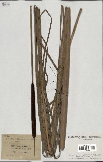 spécimen de Typha angustifolia