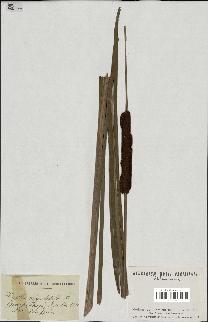 spécimen de Typha angustifolia