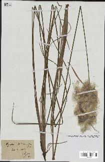 spécimen de Typha minima