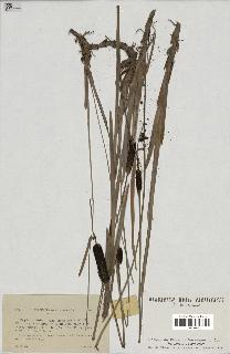 spécimen de Typha minima
