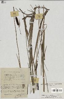 spécimen de Typha minima
