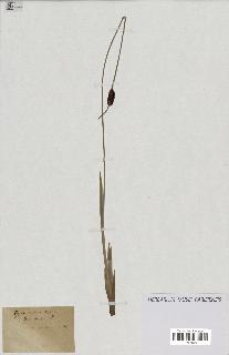 spécimen de Typha minima