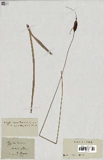 spécimen de Typha minima