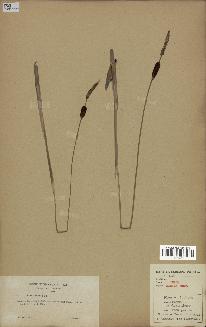 spécimen de Typha minima
