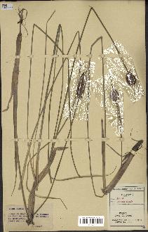 spécimen de Typha minima