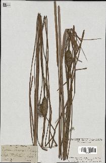 spécimen de Typha stenophylla