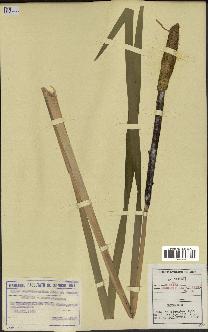 spécimen de Typha angustifolia