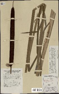 spécimen de Typha angustifolia