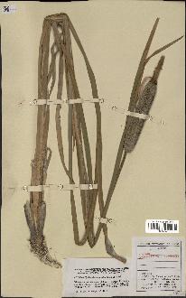 spécimen de Typha angustifolia