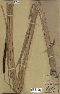spécimen de Typha angustifolia