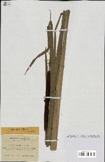 spécimen de Typha angustifolia