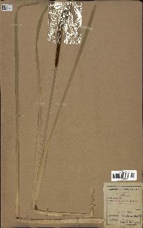 spécimen de Typha angustifolia