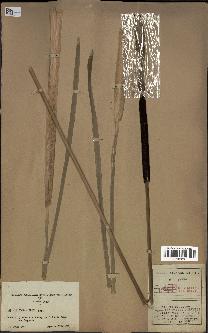 spécimen de Typha angustifolia