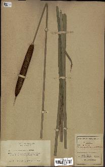 spécimen de Typha angustifolia
