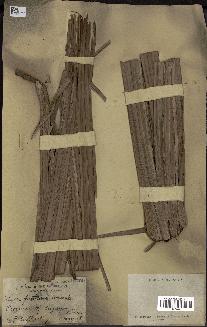 spécimen de Nypa fruticans