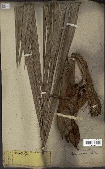 spécimen de Nypa fruticans