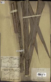 spécimen de Nypa fruticans