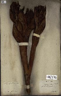 spécimen de Nypa fruticans