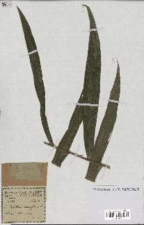 spécimen de Laccosperma secundiflorum