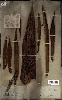 spécimen de Nypa fruticans