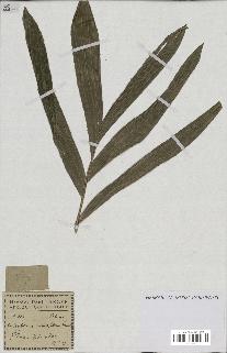 spécimen de Laccosperma secundiflorum