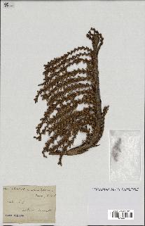spécimen de Laccosperma secundiflorum