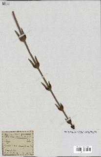 spécimen de Laccosperma secundiflorum