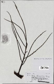 spécimen de Dypsis sp.