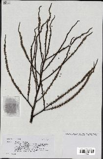 spécimen de Dypsis sp.