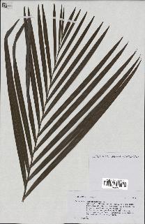 spécimen de Dypsis sp.