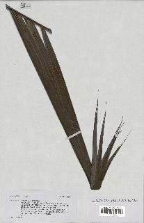 spécimen de Dypsis sp.