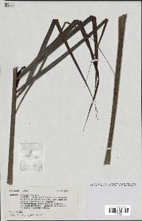spécimen de Dypsis sp.