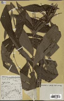 spécimen de Laccosperma sp.