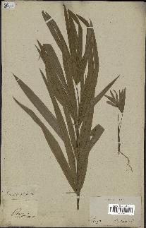 spécimen de Laccosperma secundiflorum