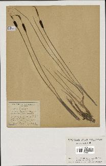 spécimen de Typha laxmannii
